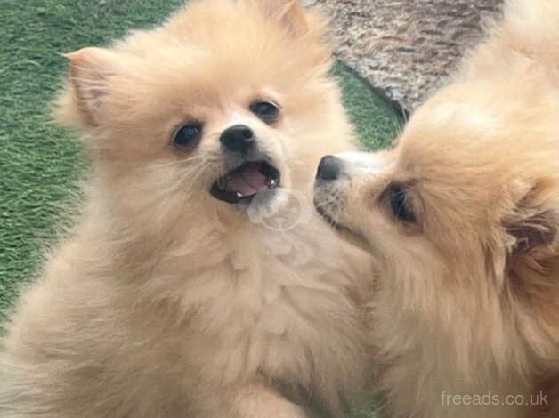 Lovely pomeranian puppies for sale in London - Image 4