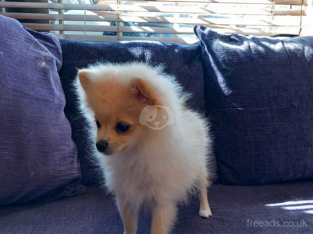 Lovely pomeranian puppies for sale in London - Image 5