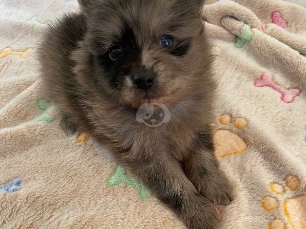 Lovely Pomeranian Puppies for sale in Newcastle upon Tyne, Tyne and Wear