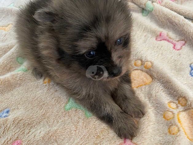 Lovely Pomeranian Puppies for sale in Newcastle upon Tyne, Tyne and Wear - Image 2