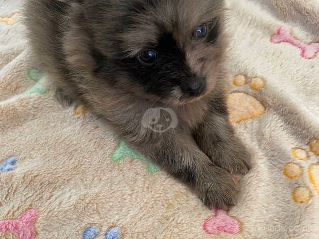 Lovely Pomeranian Puppies for sale in Newcastle upon Tyne, Tyne and Wear - Image 3