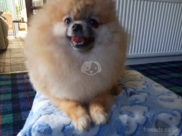 Lovley girl pom for sale in Glasgow, North Lanarkshire - Image 5