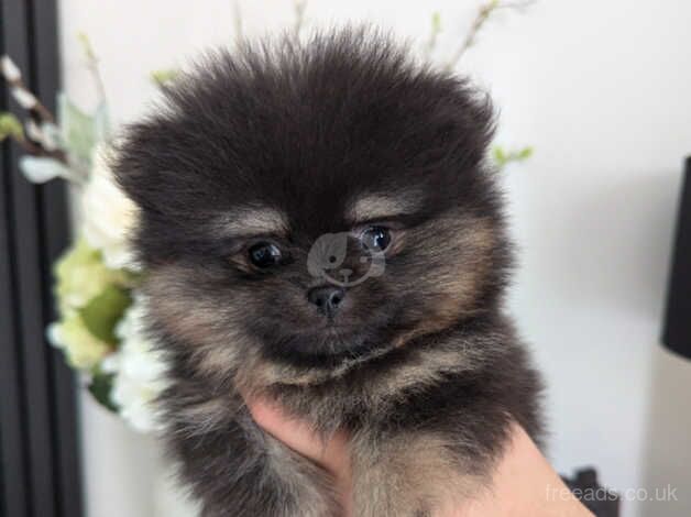 Luxury Pomeranian Puppies - Black & Tan for sale in Finberry