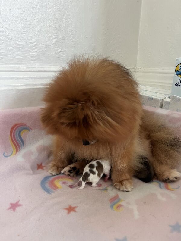 Luxury Teddy Face Pomeranian puppies for sale in Scarborough, North Yorkshire