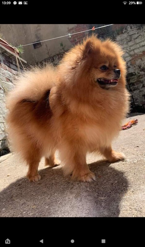 Pomeranians for sale in Scarborough, North Yorkshire