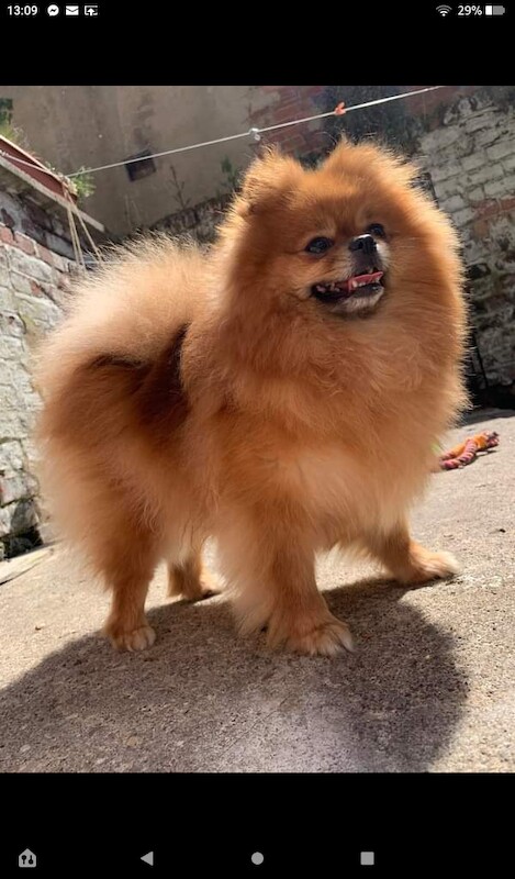 Luxury Teddy Face Pomeranian puppies for sale in Scarborough, North Yorkshire - Image 3