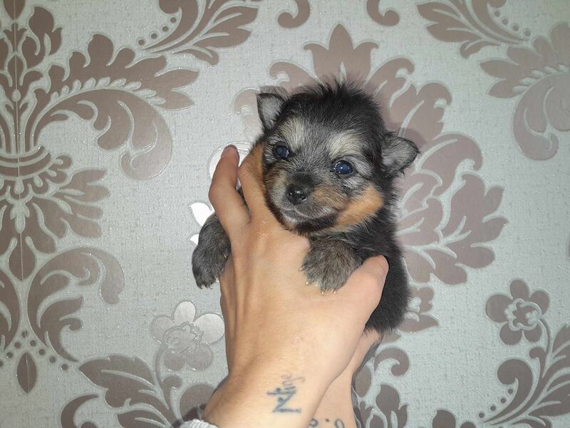 Pomeranian Puppies for sale