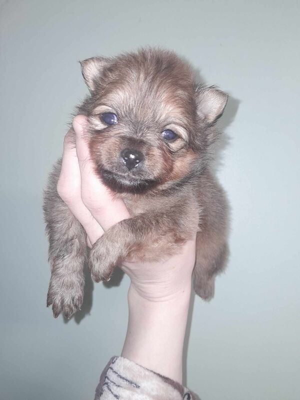 Luxury Teddy Face Pomeranian puppies for sale in Scarborough, North Yorkshire - Image 7