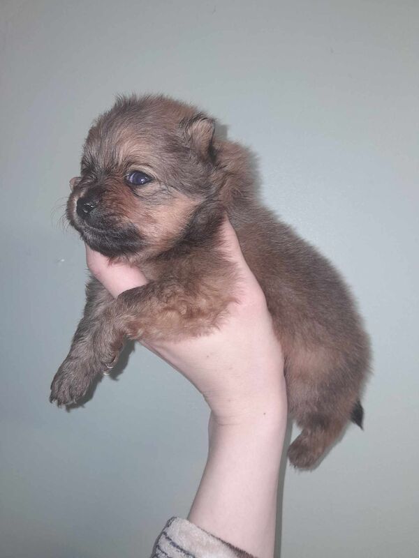 Luxury Teddy Face Pomeranian puppies for sale in Scarborough, North Yorkshire - Image 8