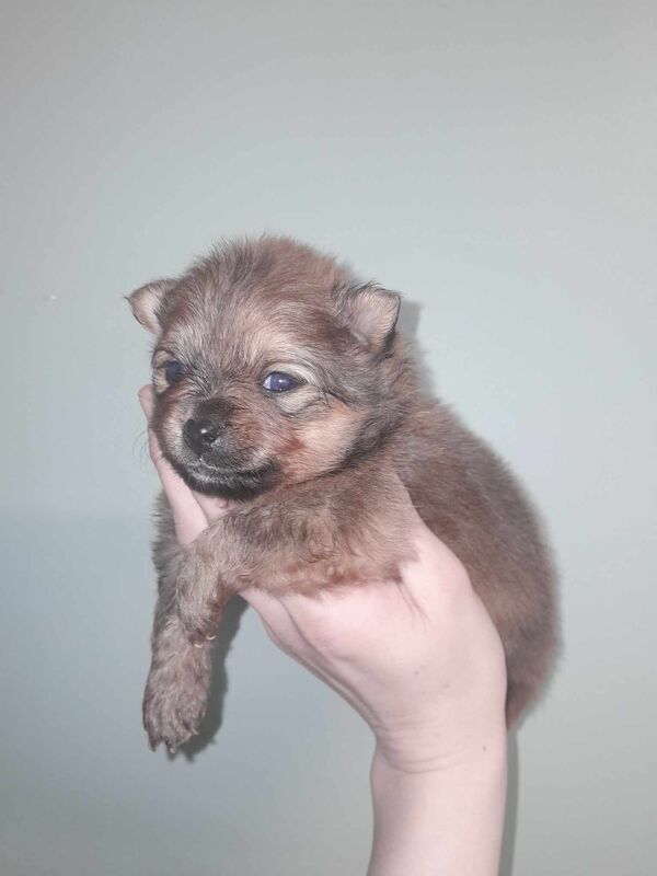 Luxury Teddy Face Pomeranian puppies for sale in Scarborough, North Yorkshire - Image 9