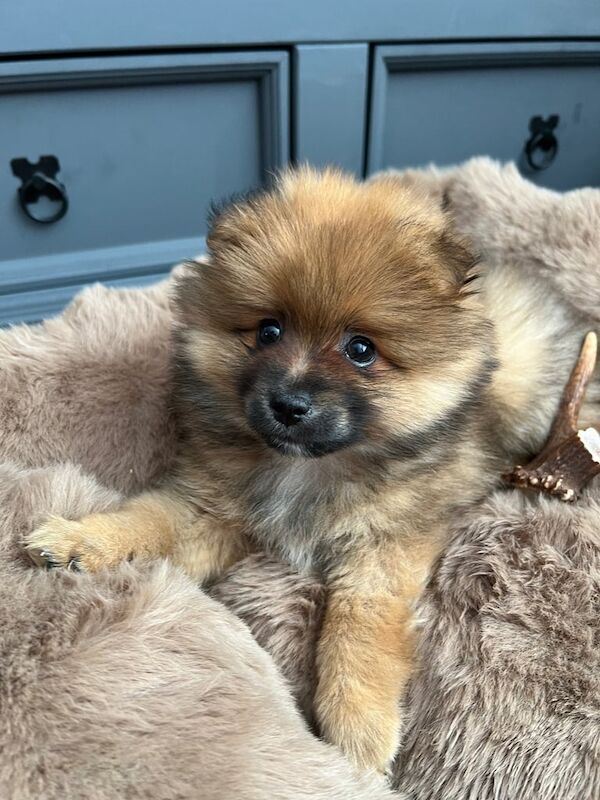 Male 11 week old Pomeranian for sale in Aldershot, Hampshire