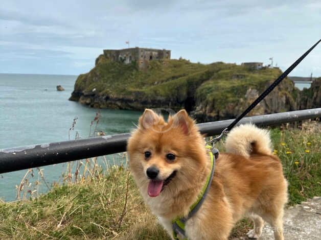 Male mix breed Pomeranian spitz for sale in Birmingham, West Midlands