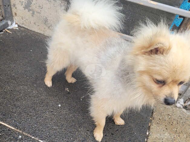 Male pom for sale in Coleraine