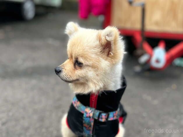 Male pom for sale in Coleraine, Coleraine - Image 1