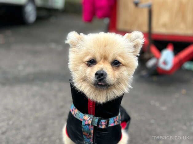 Male pom for sale in Coleraine, Coleraine - Image 2