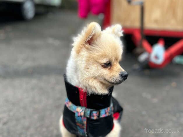 Male pom for sale in Coleraine, Coleraine - Image 3