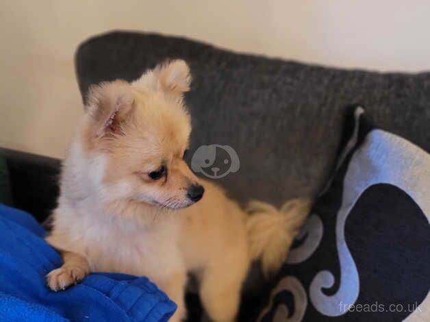 Male pom for sale in Coleraine, Coleraine - Image 4