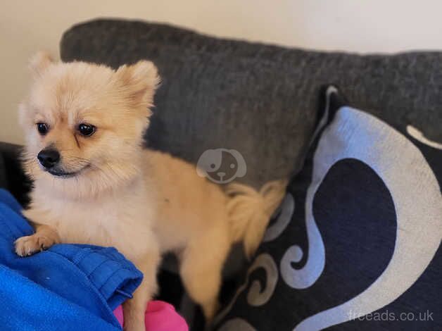 Male pom for sale in Coleraine, Coleraine - Image 5