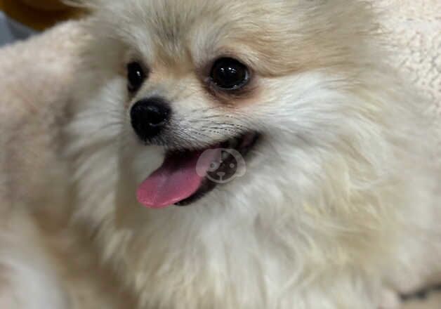 Male Pom for sale in Londonderry, North Yorkshire