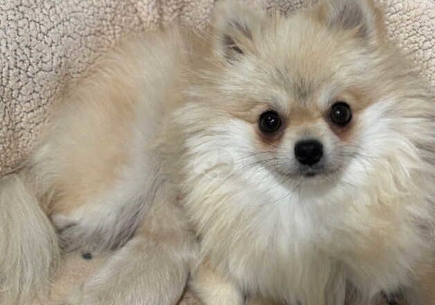 Male Pom for sale in Londonderry, North Yorkshire - Image 3