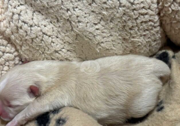 Male Pom for sale in Londonderry, North Yorkshire - Image 4