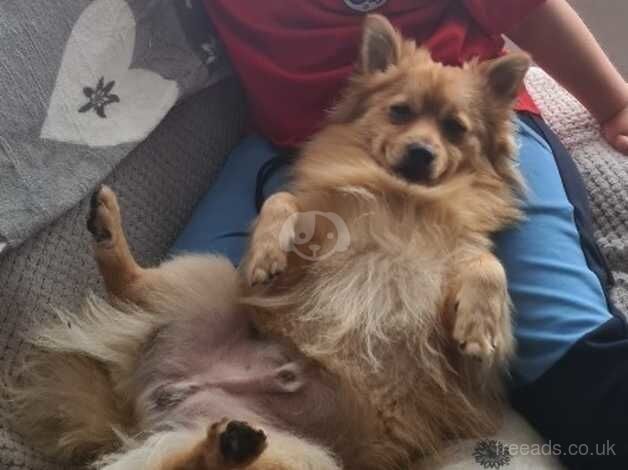 Male Pomeranian 2 Year Old for sale in Rochdale, Greater Manchester