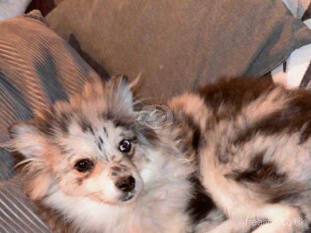 Male Pomeranian 7 month old for sale in Barnsley, South Yorkshire - Image 3