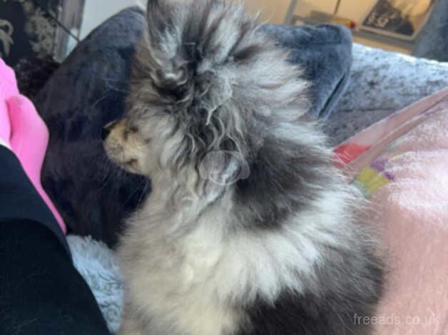 Male Pomeranian 7 month old for sale in Barnsley, South Yorkshire - Image 5