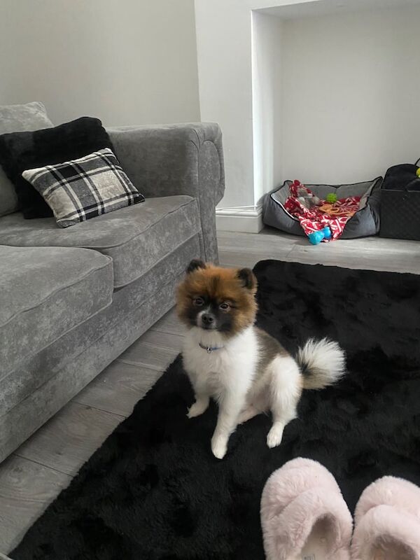 Male Pomeranian for sale 19months old for sale in Derby, Derbyshire