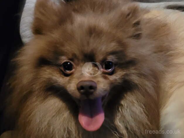 Male Pomeranian gorgous colour for sale in Aylesbury, Buckinghamshire