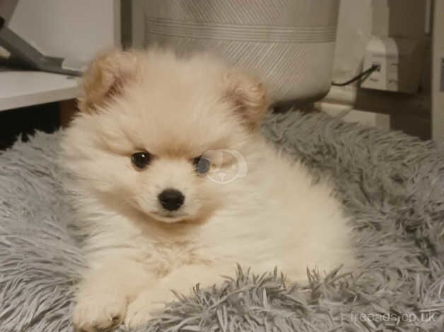 Male pomeranian for sale in Accrington, Lancashire