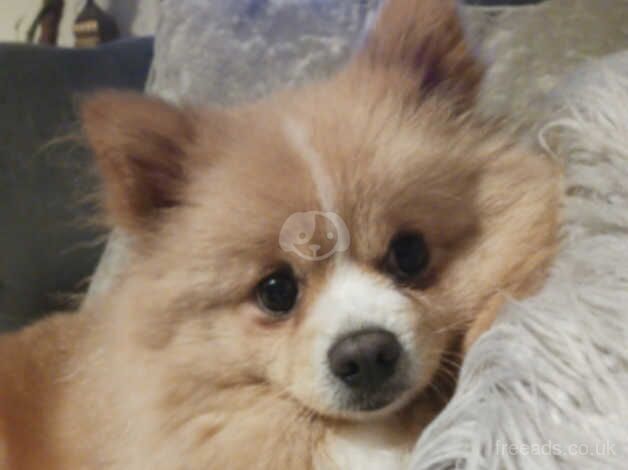 Pomeranians for sale in Accrington, Lancashire