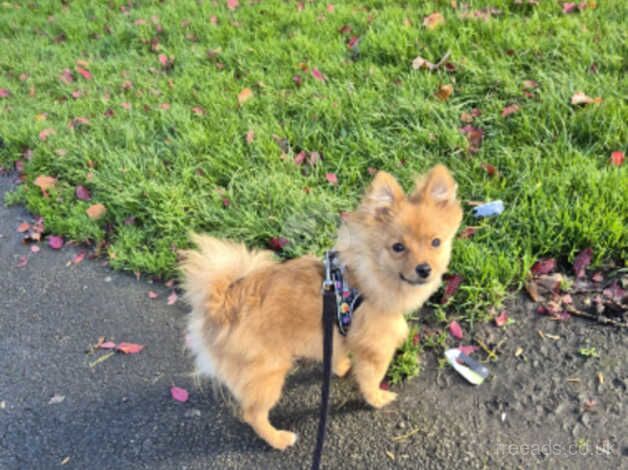 Male pomeranian for sale in Bradford, West Yorkshire