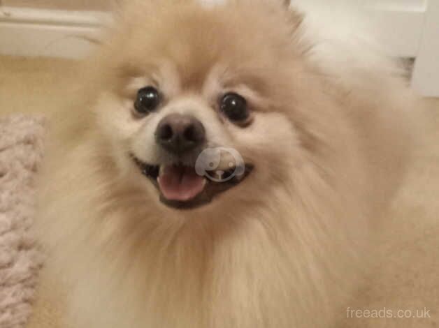 Male pomeranian for sale in Colchester, Essex