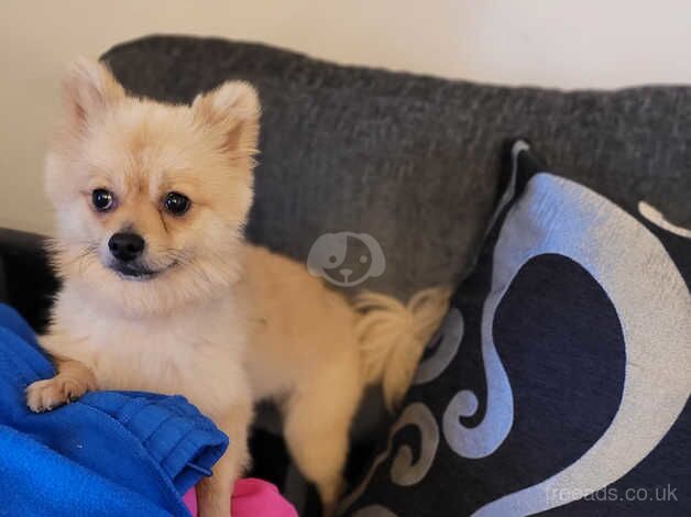 Male pomeranian for sale in Coleraine