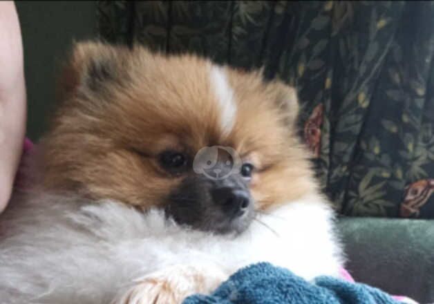 Male pomeranian for sale in Connah's Quay, Flintshire