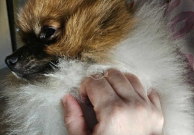 KC Registered Pomeranian Puppies for sale in Flintshire