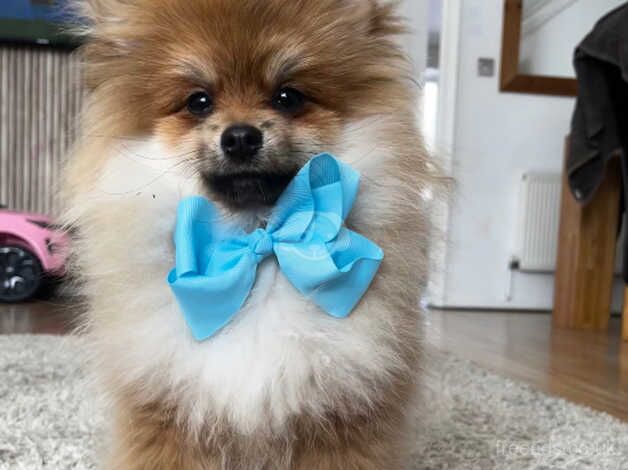 Male Pomeranian for sale in Southampton, Hampshire