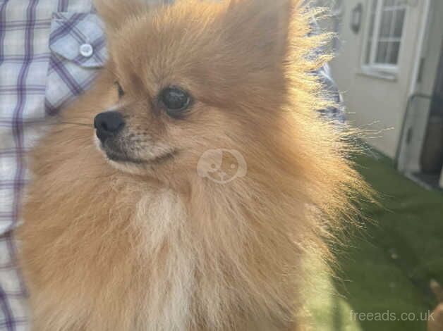 Male Pomeranian for sale in Wisbech, Cambridgeshire