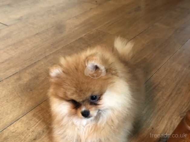 Male Pomeranian for sale in Wisbech, Cambridgeshire - Image 2