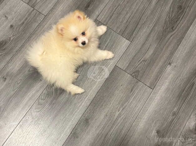 Male Pomeranian pup for sale in Newcastle upon Tyne, Tyne and Wear