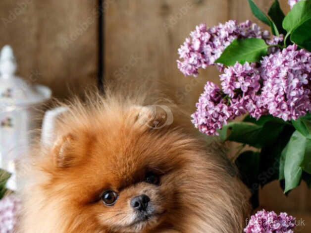 Male Pomeranian pup for sale in Newcastle upon Tyne, Tyne and Wear - Image 2