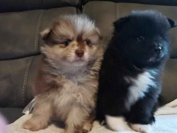 Male Pomeranian Puppies ready 25th May for sale in Chesterfield, Derbyshire - Image 1