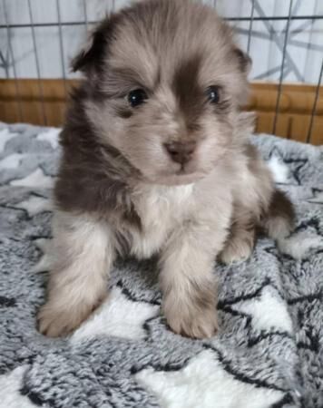 Male Pomeranian Puppies ready 25th May for sale in Chesterfield, Derbyshire - Image 2