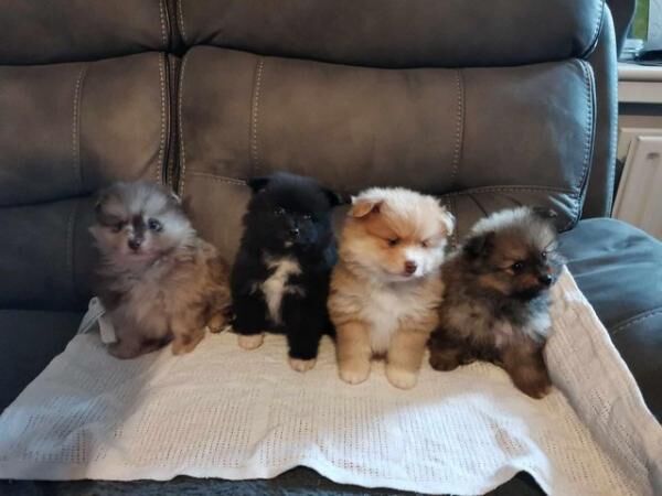 Male Pomeranian Puppies ready 25th May for sale in Chesterfield, Derbyshire - Image 3
