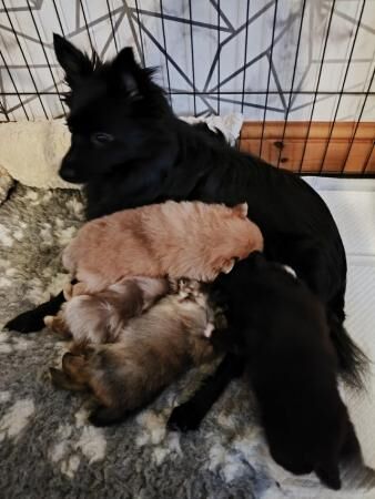 Male Pomeranian Puppies ready 25th May for sale in Chesterfield, Derbyshire - Image 4