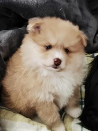 Male Pomeranian Puppies ready 25th May for sale in Chesterfield, Derbyshire - Image 5