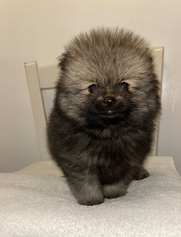 Male Pomeranian puppy for sale in Southwark, Greater London