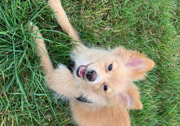 Pomeranians for sale in Swindon, Wiltshire