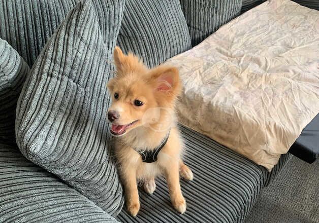 Pomeranian Puppies for sale